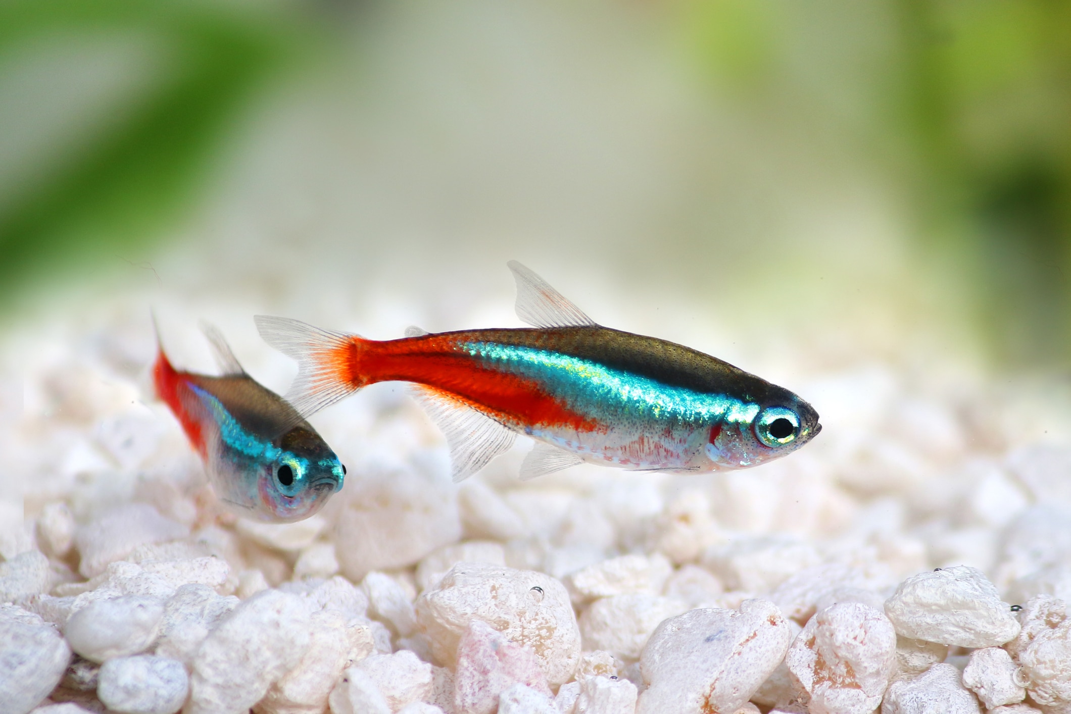 Best pet fish for 2024 beginners